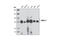 WASP Family Member 2 antibody, 3659P, Cell Signaling Technology, Western Blot image 