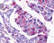 OPN5 antibody, TA340442, Origene, Immunohistochemistry frozen image 