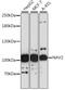 Neuron Navigator 2 antibody, 16-535, ProSci, Western Blot image 