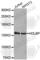 HDLBP antibody, A5923, ABclonal Technology, Western Blot image 