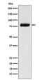 P-LAP antibody, M05010, Boster Biological Technology, Western Blot image 