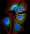 ATPase H+ Transporting V1 Subunit G3 antibody, M13383, Boster Biological Technology, Immunofluorescence image 