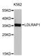 Low Density Lipoprotein Receptor Adaptor Protein 1 antibody, STJ24390, St John