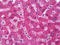 Hepsin antibody, TA316896, Origene, Immunohistochemistry paraffin image 