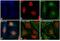 Rabbit IgG antibody, C-2764, Invitrogen Antibodies, Immunofluorescence image 