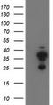 Cytochrome B5 Reductase 2 antibody, LS-C799369, Lifespan Biosciences, Western Blot image 