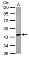 Heterogeneous Nuclear Ribonucleoprotein A/B antibody, GTX101852, GeneTex, Western Blot image 