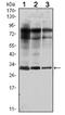 RAB25, Member RAS Oncogene Family antibody, AM06503SU-N, Origene, Western Blot image 