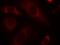 PTPN11 antibody, A00150, Boster Biological Technology, Immunofluorescence image 