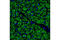 Perilipin A antibody, 9349P, Cell Signaling Technology, Immunofluorescence image 