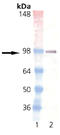 Estrogen Receptor 1 antibody, ADI-SRA-1000-F, Enzo Life Sciences, Western Blot image 
