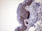 Melan-A antibody, LS-C799851, Lifespan Biosciences, Immunohistochemistry paraffin image 