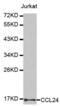 C-C Motif Chemokine Ligand 24 antibody, abx002059, Abbexa, Western Blot image 