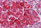 Microtubule Associated Scaffold Protein 2 antibody, MBS247443, MyBioSource, Immunohistochemistry frozen image 