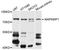C-Jun-amino-terminal kinase-interacting protein 1 antibody, STJ111520, St John