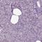 Fibroblast Growth Factor 11 antibody, HPA075188, Atlas Antibodies, Immunohistochemistry paraffin image 