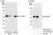 Cytokine Induced Apoptosis Inhibitor 1 antibody, A302-809A, Bethyl Labs, Immunoprecipitation image 