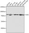 Yes Associated Protein 1 antibody, 16-853, ProSci, Western Blot image 