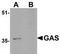 PAXIP1 Associated Glutamate Rich Protein 1 antibody, TA306855, Origene, Western Blot image 