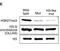 OLLAS epitope tag antibody, NBP1-06713B, Novus Biologicals, Western Blot image 