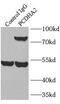 Protocadherin Alpha 2 antibody, FNab06198, FineTest, Immunoprecipitation image 