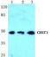Carbohydrate sulfotransferase 1 antibody, PA5-36935, Invitrogen Antibodies, Western Blot image 