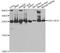 3-hydroxyacyl-CoA dehydrogenase type-2 antibody, A5448, ABclonal Technology, Western Blot image 