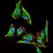 Maternal Embryonic Leucine Zipper Kinase antibody, GTX60605, GeneTex, Immunofluorescence image 