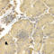 Autophagy Related 7 antibody, A0691, ABclonal Technology, Immunohistochemistry paraffin image 
