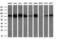 Bone Morphogenetic Protein 1 antibody, M02436, Boster Biological Technology, Western Blot image 