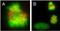 RAC-gamma serine/threonine-protein kinase antibody, orb345946, Biorbyt, Immunofluorescence image 