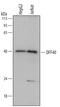 DNA Fragmentation Factor Subunit Beta antibody, MAB6289, R&D Systems, Western Blot image 
