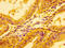 Lactate Dehydrogenase A antibody, CSB-PA00045A0Rb, Cusabio, Immunohistochemistry frozen image 
