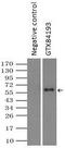 EDL antibody, GTX84193, GeneTex, Immunoprecipitation image 