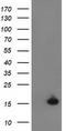 Ubiquitin-like protein 4A antibody, TA502448, Origene, Western Blot image 