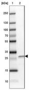 MIS18 Kinetochore Protein A antibody, NBP1-88943, Novus Biologicals, Western Blot image 