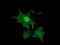 LIM Domain Kinase 1 antibody, NBP2-00748, Novus Biologicals, Immunofluorescence image 