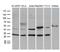 DnaJ homolog subfamily B member 6 antibody, M03290, Boster Biological Technology, Western Blot image 