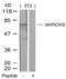 Myristoylated Alanine Rich Protein Kinase C Substrate antibody, AP02779PU-N, Origene, Western Blot image 