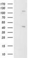 KAP1 antibody, MA5-25526, Invitrogen Antibodies, Western Blot image 