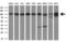 Ubiquitin Specific Peptidase 5 antibody, M04550-2, Boster Biological Technology, Western Blot image 