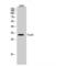 Forkhead box protein E3 antibody, LS-C383533, Lifespan Biosciences, Western Blot image 