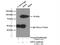 Kinesin Family Member 6 antibody, 17290-1-AP, Proteintech Group, Immunoprecipitation image 