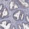 Placenta-expressed transcript 1 protein antibody, NBP1-90680, Novus Biologicals, Immunohistochemistry paraffin image 