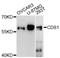 Phosphatidate cytidylyltransferase 1 antibody, LS-C748788, Lifespan Biosciences, Western Blot image 