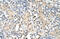 PSA antibody, ARP46303_P050, Aviva Systems Biology, Immunohistochemistry frozen image 