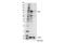STAT3 antibody, 30835S, Cell Signaling Technology, Western Blot image 