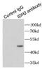 Isocitrate dehydrogenase [NADP], mitochondrial antibody, FNab04120, FineTest, Immunoprecipitation image 