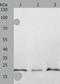 Protein Tyrosine Phosphatase 4A2 antibody, TA324079, Origene, Western Blot image 