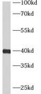 Ankyrin Repeat And SOCS Box Containing 5 antibody, FNab00623, FineTest, Western Blot image 